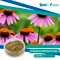 Echinacea purpurea extract is a natural herbal supplement derived from the echinacea plant.